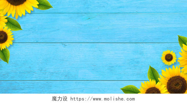 蓝色木板小清新向日葵立夏节气展板背景